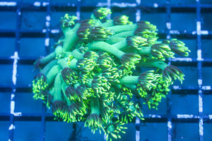 wholesale_coral - saltwater_fish saltwater_coral - rare corals - coralsdepot - Corals_Depot - live_corals - eye - catching - coral quality_marine_fish - quality - marine discoun