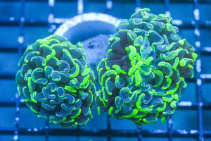 wholesale_coral - saltwater_fish saltwater_coral - rare corals - coralsdepot - Corals_Depot - live_corals - eye - catching - coral quality_marine_fish - quality - marine discoun