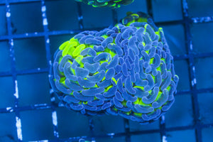 wholesale_coral - saltwater_fish saltwater_coral - rare corals - coralsdepot - Corals_Depot - live_corals - eye - catching - coral quality_marine_fish - quality - marine discoun