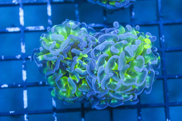 wholesale_coral - saltwater_fish saltwater_coral - rare corals - coralsdepot - Corals_Depot - live_corals - eye - catching - coral quality_marine_fish - quality - marine discoun