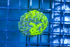 wholesale_coral - saltwater_fish saltwater_coral - rare corals - coralsdepot - Corals_Depot - live_corals - eye - catching - coral quality_marine_fish - quality - marine discoun