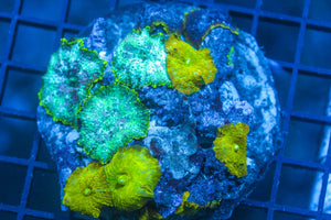 wholesale_coral - saltwater_fish saltwater_coral - rare corals - coralsdepot - Corals_Depot - live_corals - eye - catching - coral quality_marine_fish - quality - marine discoun