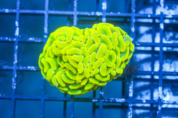 wholesale_coral - saltwater_fish saltwater_coral - rare corals - coralsdepot - Corals_Depot - live_corals - eye - catching - coral quality_marine_fish - quality - marine discoun