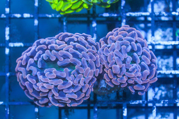 wholesale_coral - saltwater_fish saltwater_coral - rare corals - coralsdepot - Corals_Depot - live_corals - eye - catching - coral quality_marine_fish - quality - marine discoun