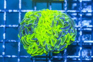 wholesale_coral - saltwater_fish saltwater_coral - rare corals - coralsdepot - Corals_Depot - live_corals - eye - catching - coral quality_marine_fish - quality - marine discoun