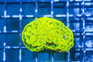 wholesale_coral - saltwater_fish saltwater_coral - rare corals - coralsdepot - Corals_Depot - live_corals - eye - catching - coral quality_marine_fish - quality - marine discoun