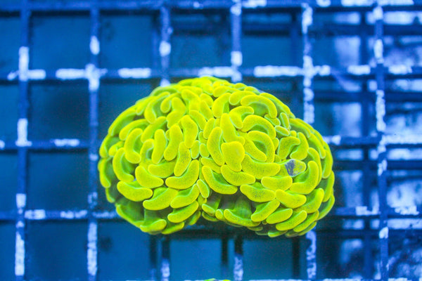 wholesale_coral - saltwater_fish saltwater_coral - rare corals - coralsdepot - Corals_Depot - live_corals - eye - catching - coral quality_marine_fish - quality - marine discoun