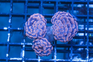 wholesale_coral - saltwater_fish saltwater_coral - rare corals - coralsdepot - Corals_Depot - live_corals - eye - catching - coral quality_marine_fish - quality - marine discoun