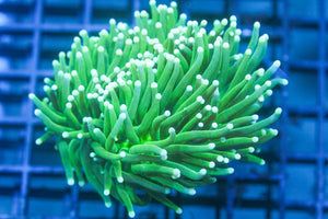 wholesale_coral - saltwater_fish saltwater_coral - rare corals - coralsdepot - Corals_Depot - live_corals - eye - catching - coral quality_marine_fish - quality - marine discoun