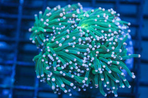 wholesale_coral - saltwater_fish saltwater_coral - rare corals - coralsdepot - Corals_Depot - live_corals - eye - catching - coral quality_marine_fish - quality - marine discoun