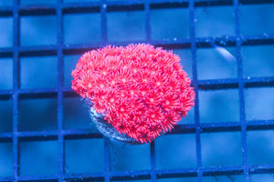 wholesale_coral - saltwater_fish saltwater_coral - rare corals - coralsdepot - Corals_Depot - live_corals - eye - catching - coral quality_marine_fish - quality - marine discoun