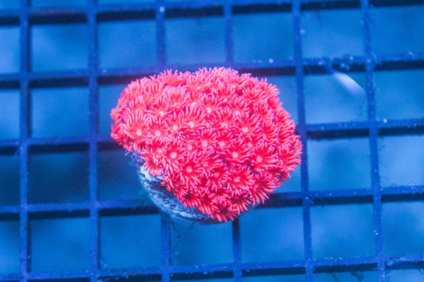 wholesale_coral - saltwater_fish saltwater_coral - rare corals - coralsdepot - Corals_Depot - live_corals - eye - catching - coral quality_marine_fish - quality - marine discoun