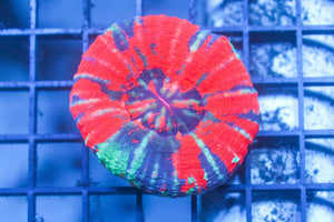 wholesale_coral - saltwater_fish saltwater_coral - rare corals - coralsdepot - Corals_Depot - live_corals - eye - catching - coral quality_marine_fish - quality - marine discoun