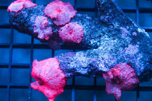 wholesale_coral - saltwater_fish saltwater_coral - rare corals - coralsdepot - Corals_Depot - live_corals - eye - catching - coral quality_marine_fish - quality - marine discoun