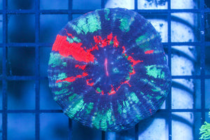 wholesale_coral - saltwater_fish saltwater_coral - rare corals - coralsdepot - Corals_Depot - live_corals - eye - catching - coral quality_marine_fish - quality - marine discoun
