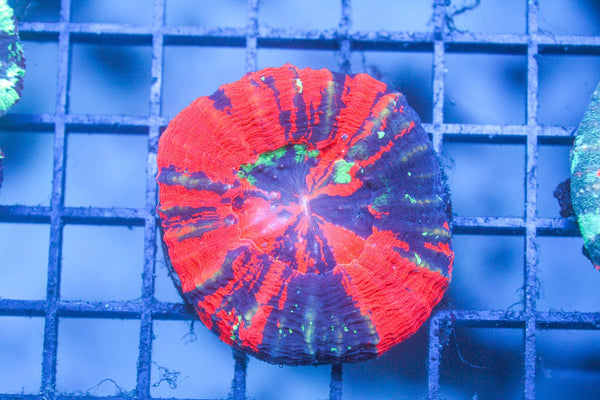 wholesale_coral - saltwater_fish saltwater_coral - rare corals - coralsdepot - Corals_Depot - live_corals - eye - catching - coral quality_marine_fish - quality - marine discoun