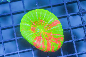 wholesale_coral - saltwater_fish saltwater_coral - rare corals - coralsdepot - Corals_Depot - live_corals - eye - catching - coral quality_marine_fish - quality - marine discoun