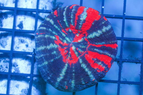 wholesale_coral - saltwater_fish saltwater_coral - rare corals - coralsdepot - Corals_Depot - live_corals - eye - catching - coral quality_marine_fish - quality - marine discoun