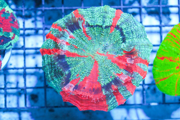 wholesale_coral - saltwater_fish saltwater_coral - rare corals - coralsdepot - Corals_Depot - live_corals - eye - catching - coral quality_marine_fish - quality - marine discoun