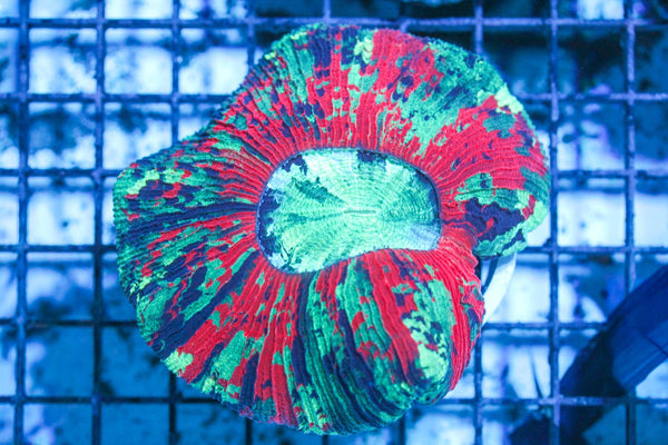 wholesale_coral - saltwater_fish saltwater_coral - rare corals - coralsdepot - Corals_Depot - live_corals - eye - catching - coral quality_marine_fish - quality - marine discoun