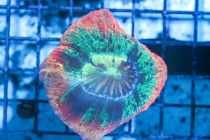 wholesale_coral - saltwater_fish saltwater_coral - rare corals - coralsdepot - Corals_Depot - live_corals - eye - catching - coral quality_marine_fish - quality - marine discoun