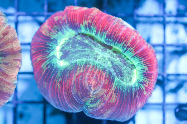 wholesale_coral - saltwater_fish saltwater_coral - rare corals - coralsdepot - Corals_Depot - live_corals - eye - catching - coral quality_marine_fish - quality - marine discoun