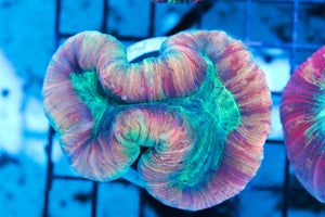 wholesale_coral - saltwater_fish saltwater_coral - rare corals - coralsdepot - Corals_Depot - live_corals - eye - catching - coral quality_marine_fish - quality - marine discoun