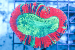 wholesale_coral - saltwater_fish saltwater_coral - rare corals - coralsdepot - Corals_Depot - live_corals - eye - catching - coral quality_marine_fish - quality - marine discoun