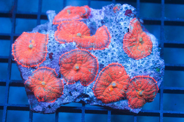 wholesale_coral - saltwater_fish saltwater_coral - rare corals - coralsdepot - Corals_Depot - live_corals - eye - catching - coral quality_marine_fish - quality - marine discoun