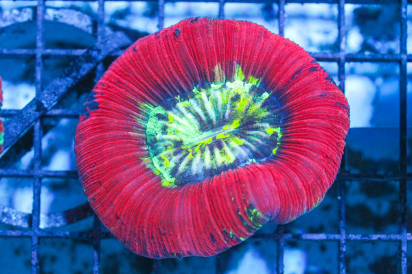 wholesale_coral - saltwater_fish saltwater_coral - rare corals - coralsdepot - Corals_Depot - live_corals - eye - catching - coral quality_marine_fish - quality - marine discoun