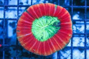wholesale_coral - saltwater_fish saltwater_coral - rare corals - coralsdepot - Corals_Depot - live_corals - eye - catching - coral quality_marine_fish - quality - marine discoun