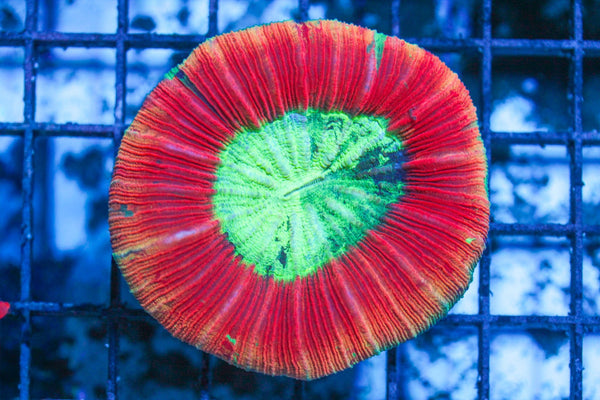 wholesale_coral - saltwater_fish saltwater_coral - rare corals - coralsdepot - Corals_Depot - live_corals - eye - catching - coral quality_marine_fish - quality - marine discoun