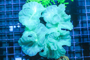 wholesale_coral - saltwater_fish saltwater_coral - rare corals - coralsdepot - Corals_Depot - live_corals - eye - catching - coral quality_marine_fish - quality - marine discoun