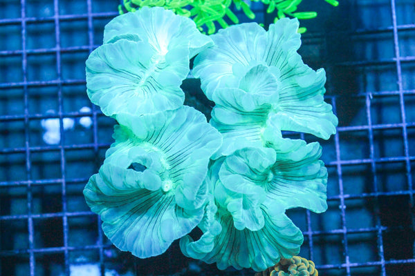 wholesale_coral - saltwater_fish saltwater_coral - rare corals - coralsdepot - Corals_Depot - live_corals - eye - catching - coral quality_marine_fish - quality - marine discoun