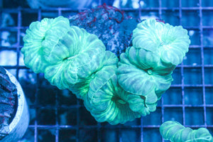 wholesale_coral - saltwater_fish saltwater_coral - rare corals - coralsdepot - Corals_Depot - live_corals - eye - catching - coral quality_marine_fish - quality - marine discoun