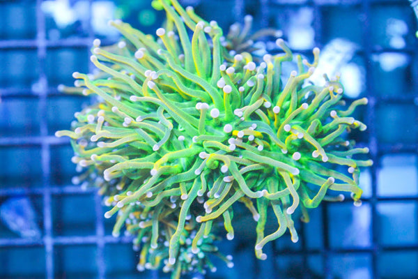 wholesale_coral - saltwater_fish saltwater_coral - rare corals - coralsdepot - Corals_Depot - live_corals - eye - catching - coral quality_marine_fish - quality - marine discoun