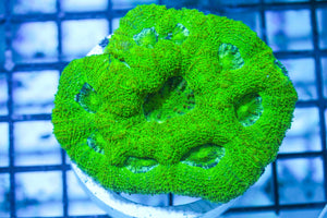 wholesale_coral - saltwater_fish saltwater_coral - rare corals - coralsdepot - Corals_Depot - live_corals - eye - catching - coral quality_marine_fish - quality - marine discoun