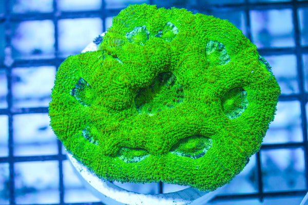 wholesale_coral - saltwater_fish saltwater_coral - rare corals - coralsdepot - Corals_Depot - live_corals - eye - catching - coral quality_marine_fish - quality - marine discoun