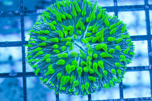 wholesale_coral - saltwater_fish saltwater_coral - rare corals - coralsdepot - Corals_Depot - live_corals - eye - catching - coral quality_marine_fish - quality - marine discoun