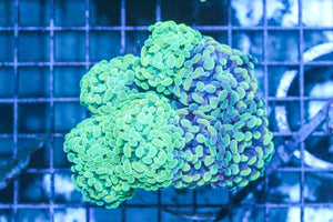 wholesale_coral - saltwater_fish saltwater_coral - rare corals - coralsdepot - Corals_Depot - live_corals - eye - catching - coral quality_marine_fish - quality - marine discoun