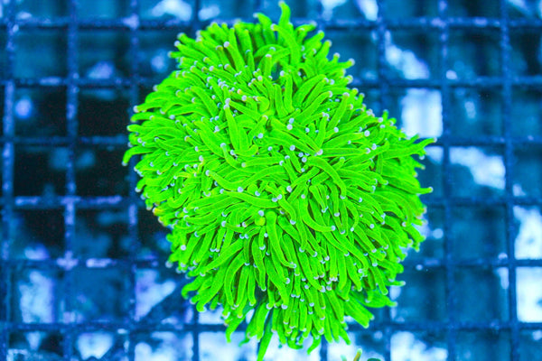 wholesale_coral - saltwater_fish saltwater_coral - rare corals - coralsdepot - Corals_Depot - live_corals - eye - catching - coral quality_marine_fish - quality - marine discoun