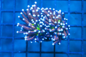 wholesale_coral - saltwater_fish saltwater_coral - rare corals - coralsdepot - Corals_Depot - live_corals - eye - catching - coral quality_marine_fish - quality - marine discoun