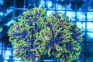 wholesale_coral - saltwater_fish saltwater_coral - rare corals - coralsdepot - Corals_Depot - live_corals - eye - catching - coral quality_marine_fish - quality - marine discoun
