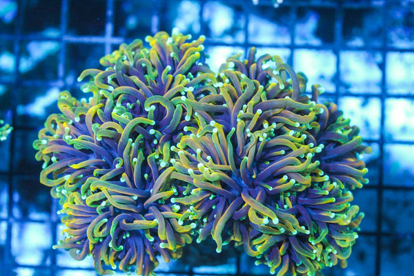 wholesale_coral - saltwater_fish saltwater_coral - rare corals - coralsdepot - Corals_Depot - live_corals - eye - catching - coral quality_marine_fish - quality - marine discoun
