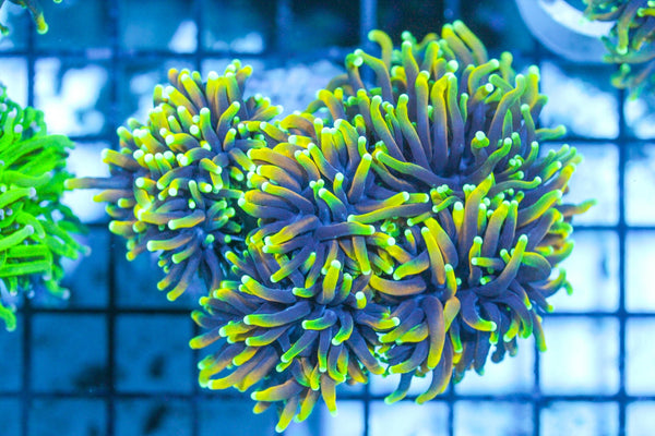 wholesale_coral - saltwater_fish saltwater_coral - rare corals - coralsdepot - Corals_Depot - live_corals - eye - catching - coral quality_marine_fish - quality - marine discoun