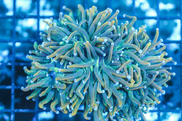 wholesale_coral - saltwater_fish saltwater_coral - rare corals - coralsdepot - Corals_Depot - live_corals - eye - catching - coral quality_marine_fish - quality - marine discoun