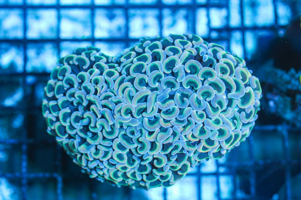wholesale_coral - saltwater_fish saltwater_coral - rare corals - coralsdepot - Corals_Depot - live_corals - eye - catching - coral quality_marine_fish - quality - marine discoun