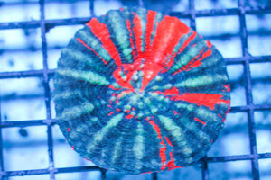 wholesale_coral - saltwater_fish saltwater_coral - rare corals - coralsdepot - Corals_Depot - live_corals - eye - catching - coral quality_marine_fish - quality - marine discoun