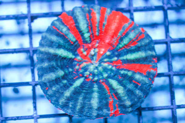 wholesale_coral - saltwater_fish saltwater_coral - rare corals - coralsdepot - Corals_Depot - live_corals - eye - catching - coral quality_marine_fish - quality - marine discoun