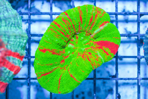 wholesale_coral - saltwater_fish saltwater_coral - rare corals - coralsdepot - Corals_Depot - live_corals - eye - catching - coral quality_marine_fish - quality - marine discoun